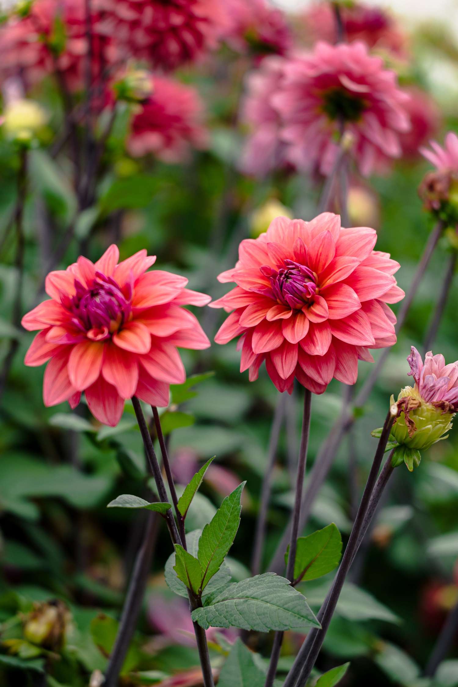 Dahlie ‘American Dawn’